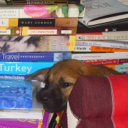 Great books I’ve been reading (but not writing)