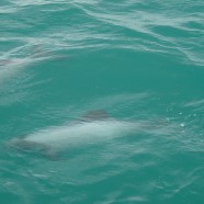 When fantasy diverges from reality: Adventures with dolphins and babies