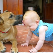 10 Ways My Baby Is Like My Dog