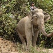 Dead cats, working elephants, new schools, and other tidbits from Laos