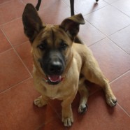 Puppy lessons in parenthood (2)