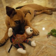 Puppy lessons in parenting – resource guarding