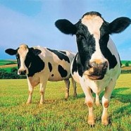 Breastfeeding lessons from cows, take two
