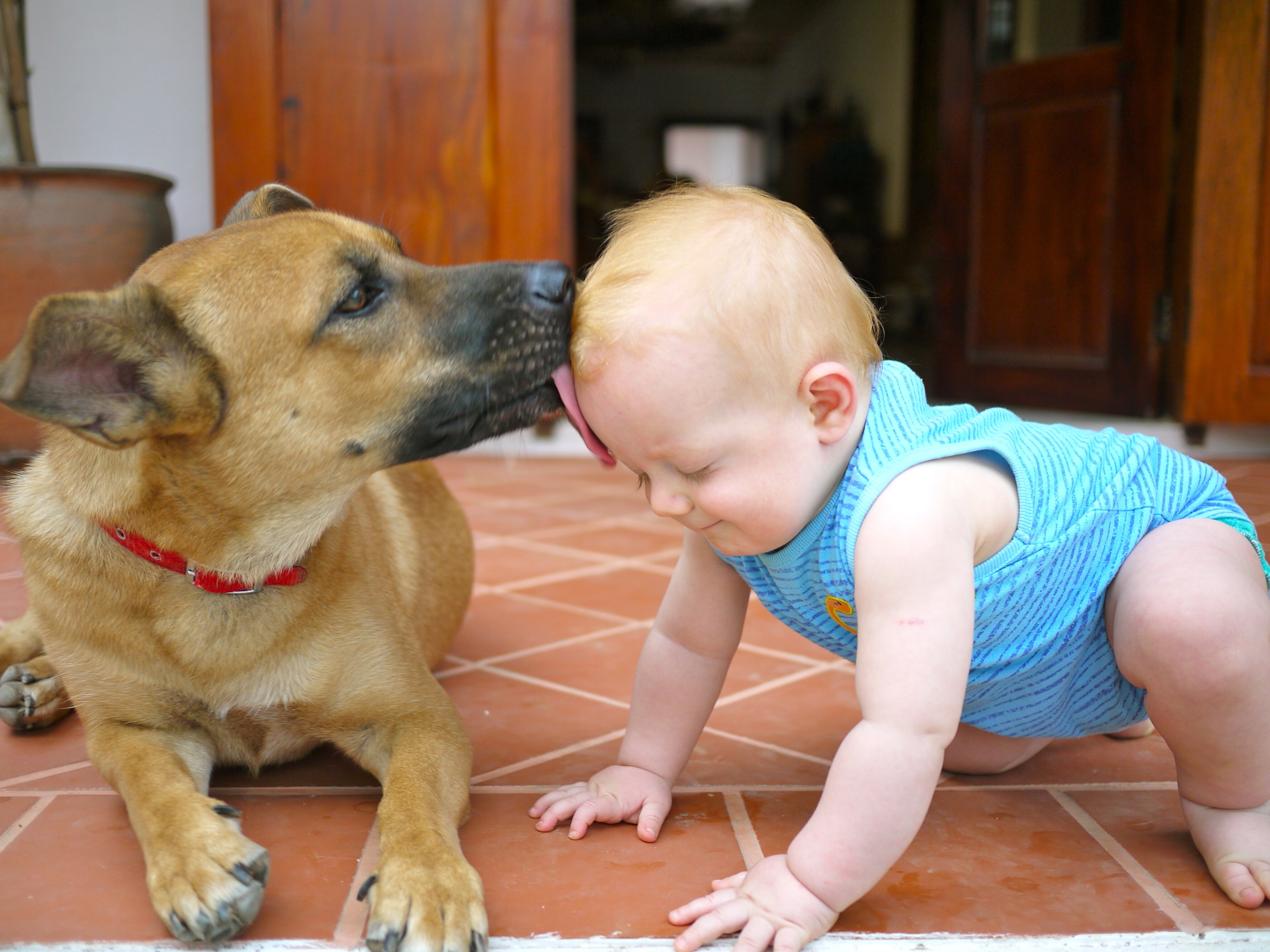 10 Ways My Baby Is Like My Dog LisaMcKayWriting
